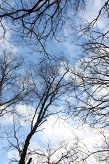 Fototapeta na wymiar tree branches against blue sky