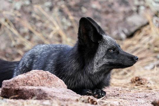 Resting Silver Fox