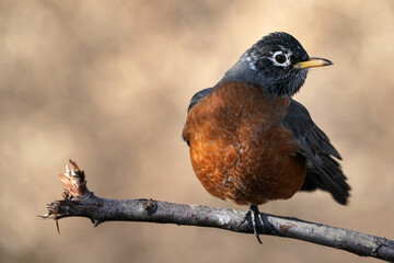 Robin Pose