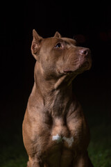 Portrait of a good young American Pit Bull Terrier at night.