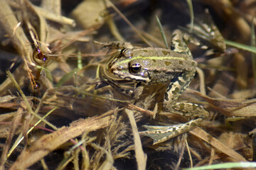Frosch im Wasser