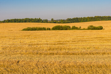 An image of meadow in late summer, Belarus
