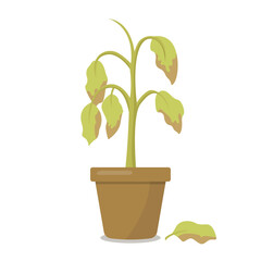 Dying plant in a pot isolated on white background. Vector illustration