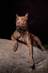 Portrait of a good young American Pit Bull Terrier at night.
