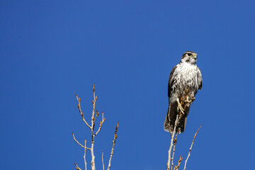 Prairie Falcon perch