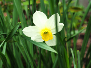 A daffodil with white petals blooms in the garden. Close-up.
