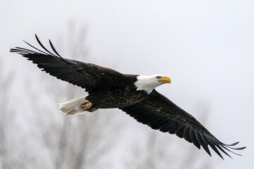 American Bald Eagle - Flight