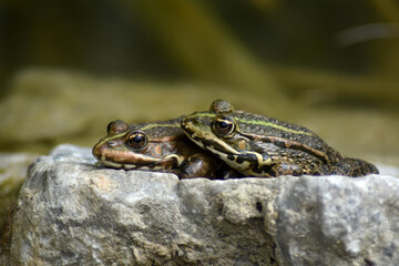 Froschpaar beim kuscheln