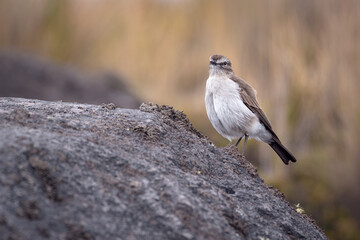 Bird perched on a rock in the middle of the paramuno forest