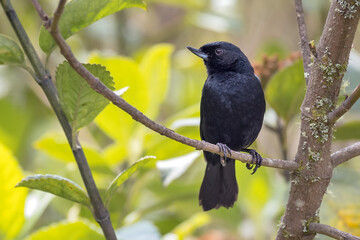 Black Diglossa perched on a tree branch facing right