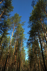 Landscape with tall pine trees and the sky peeping through them