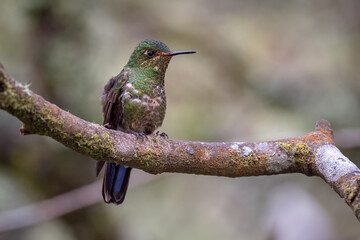 Small hummingbird perched quietly on the branches of a tree