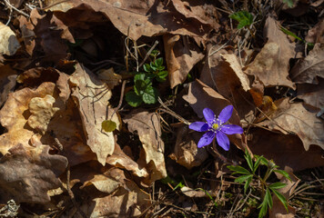 Nice, blue beautiful early spring flowers in natural growth conditions in the forest. Liver leaves, liver, Hepatica nobilis