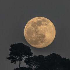 Pleine lune se levant au dessus de pins parasols - Full moon rising over umbrella pines