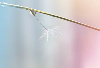 Foto op Aluminium close-up van witte paardebloempluisjes met waterdruppels op een kleurrijke achtergrond © Albert Ziganshin