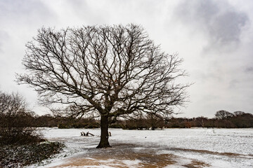 snowy landscape leave-less tree horizontal background photo taken in Hollow Pond Leytonstone London