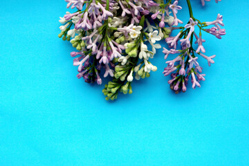 Lilac. A branch of lilac on a blue background. Lilac blooming view from above. Spring, Plants and botany have come. Lilac is located on top. Flatly. Copy space for text.