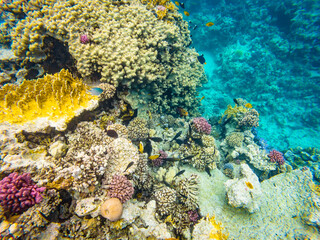Fototapeta na wymiar Underwater photo of tropical fishes and corals in Red Sea near Hurghada town in Egypt