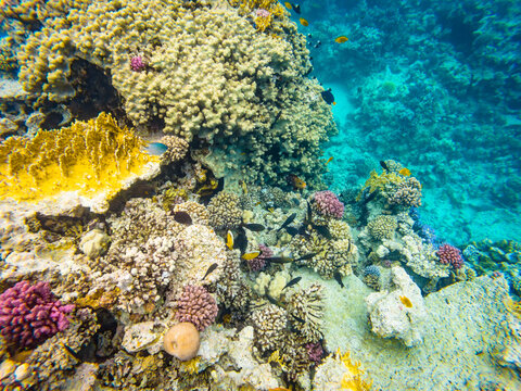 Underwater photo of tropical fishes and corals in Red Sea near Hurghada town in Egypt