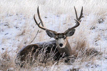 Mule Deer Buck - Winter