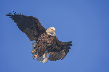 Frosty Bald Eagle Flight