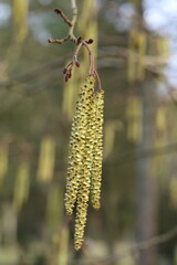 Haselnuss Strauch im sch&ouml;nen Fr&uuml;hling