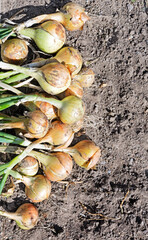 Onion harvest on the field. Ripe onion.