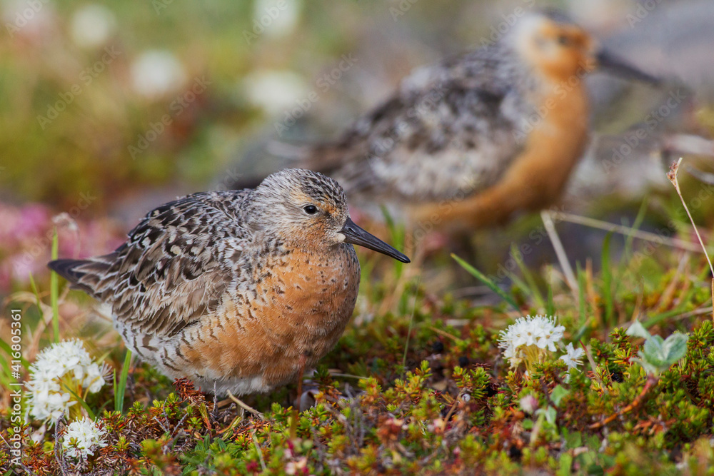 Wall mural Red knot pair, Arctic tundra, nesting habitat