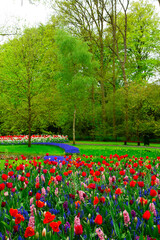 Plakat fresh lawn with flowers