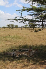 Cheetah with cubs in the Maasai Mara