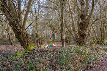 Febuary 2021 Whitley Common,