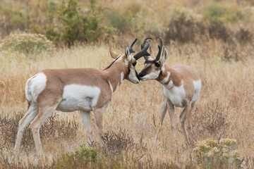 Pronghorn antelope nose to nose