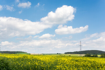 Żółte pola rzepaku, w tle linia wysokiego napięcia, błękitne niebo z białymi obłokami