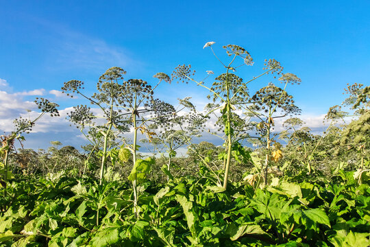 Thickets of Sosnovsky hogweed in the field. The plant contains the intense toxic allergen furanocoumarin