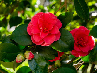 Obraz premium red camellia
