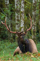 Roosevelt bull elk, headdress