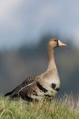 Greater white-fronted goose