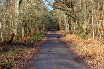 Febuary 2021 Whitley Common,