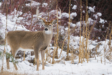 Obraz premium White-tail deer buck with winter camouflage