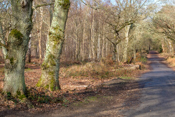 Febuary 2021 Whitley Common,