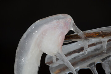 The ice-covered twigs and a piece of garbage. Sense of different associations.