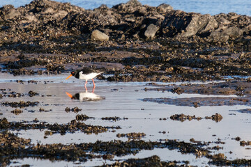 Eurasian Oystercatcher (Haematopus ostralegus), Whiteabbey, Belfast, Northern Ireland, UK