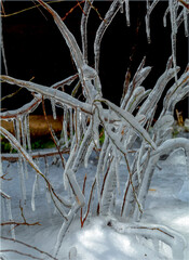 Twigs clad in ice. Like a frozen dance.
