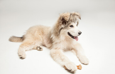 Rescue mixed-breed puppy.