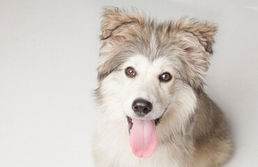 Rescue mixed-breed puppy.