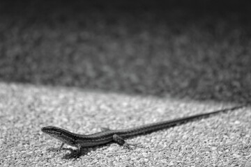 A small lizard on the ground on a summer's day in black and white