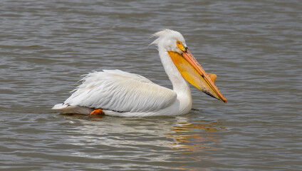 Fototapeta na wymiar An American pelican.