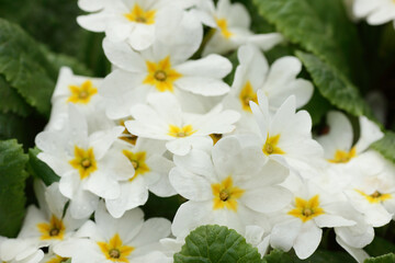 White primrose vulgaris in the garden, natural background texture, group of spring blooming primula flowers , closeup, backdrop for your design, eco farming and gardening concept
