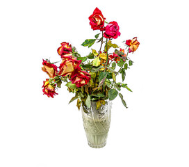 Fading rose flowers in a vase isolated on white background.