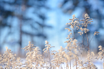 Dry branches of grass and flowers on a winter snowy field. Seasonal cold nature background. Winter landscape details. Wild plants frozen and covered with snow and ice in meadow.